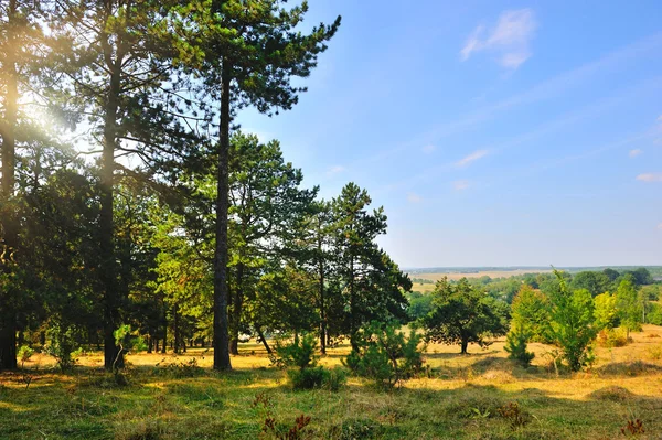 Schöne Herbstlandschaft mit Kiefern an einem sonnigen Tag — Stockfoto