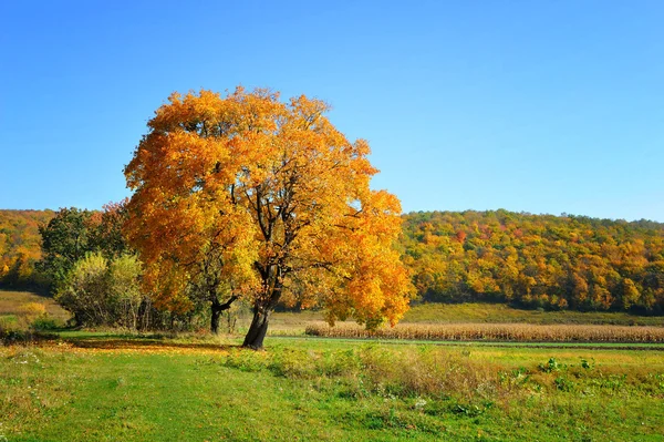 色鮮やかな木々 の美しい秋の風景。晴れた日 — ストック写真
