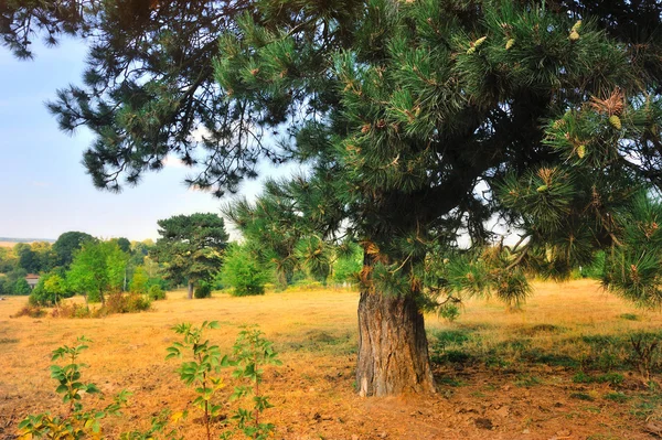 Beautiful autumn landscape with pine tree on a sunny day — Stock Photo, Image