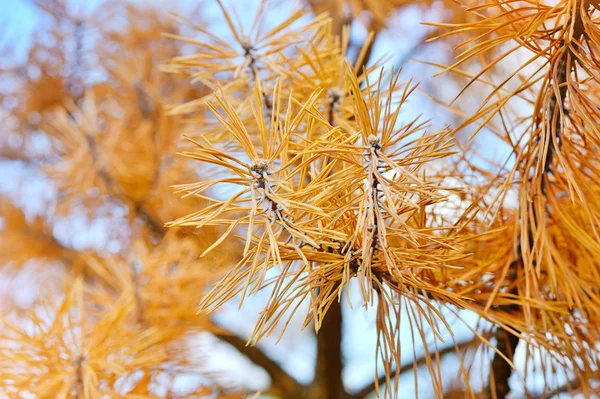 Tannennadeln als Hintergrund Stockbild