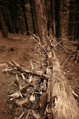 Ormanda düşen eski Ladin. Sepya içinde sanat fotoğraf.