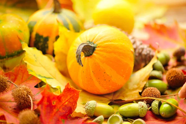 Mini decorative pumpkins with acorns on autumn leaves — Stock Photo, Image