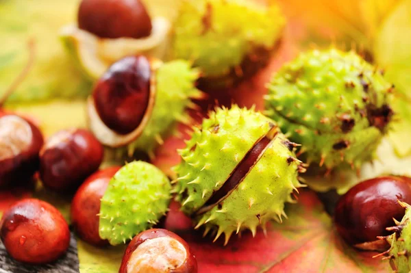 Castagne fresche su sfondo foglie autunnali — Foto Stock