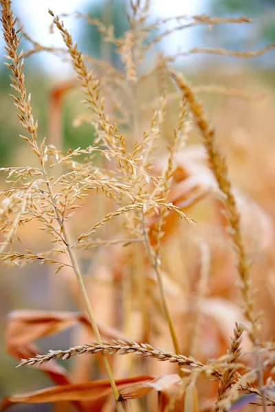 Primer plano de la flor de maíz. Fondo de otoño —  Fotos de Stock