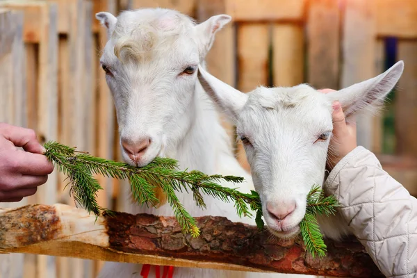 Witte geit eten fir takken in de tuin van de boerderij — Stockfoto