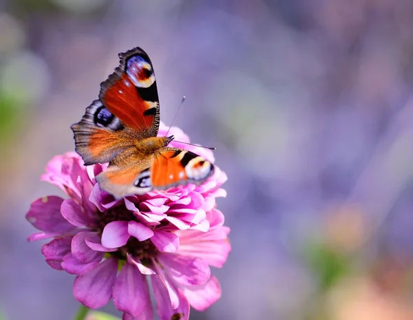 Farfalla pavone (Inachis io) su un fiore rosa zinnie su uno sfondo naturale con spazio per il testo — Foto Stock