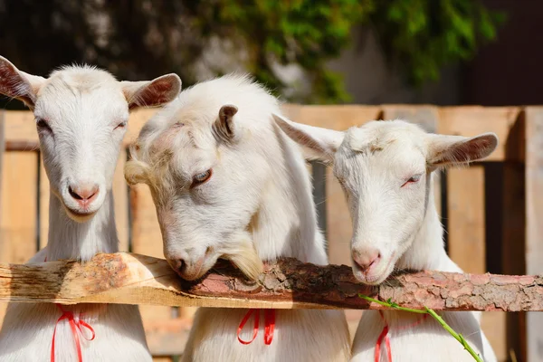 Three white goats near the fence in the yard of the farm — Φωτογραφία Αρχείου