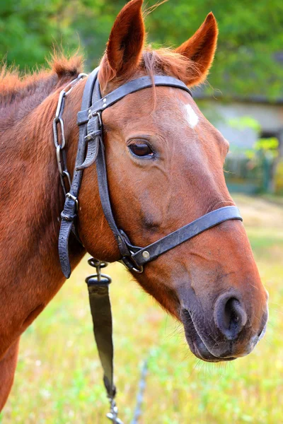 Ritratto. Testa di cavallo da vicino su sfondo naturale — Foto Stock