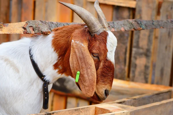 Retrato de cerca de una cabra, afuera en un patio de la granja — Foto de Stock