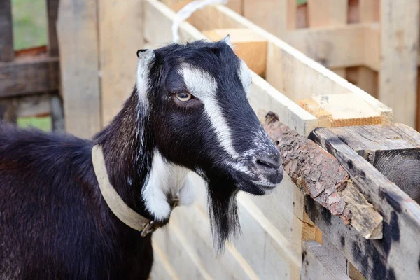 Portret van een geit, close-up buiten op een binnenplaats van de boerderij — Stockfoto