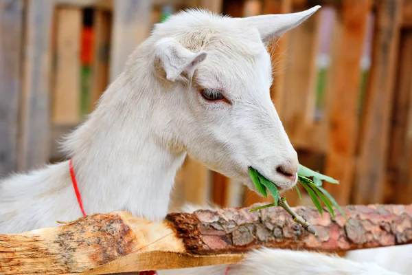 Koza biały jedzenie green pozostawia w podwórzu gospodarstwa — Zdjęcie stockowe