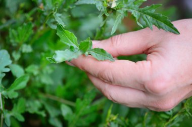 Roket salata çiftçi elinde. Organik sebze. Sağlıklı gıda. 