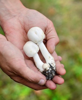 Alan mantar (Agaricus arvensis) ellerinde. Taze mantar