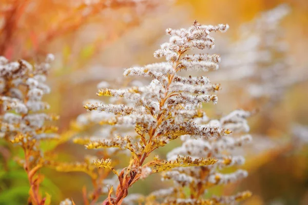 Goldenrod (Solidago canadensis) с сухими семенами на осеннем лугу. Осенний фон . — стоковое фото