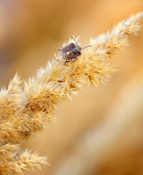 Escarabajo marrón sobre hierbas ornamentales de otoño. De cerca. —  Fotos de Stock