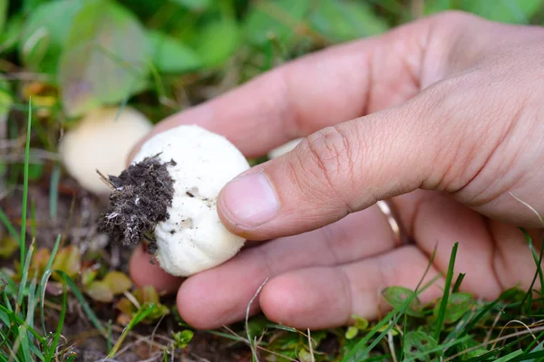 Young puffball (Lycoperdon pyriforme) in the hand on the autumn meadow — Stock Photo, Image