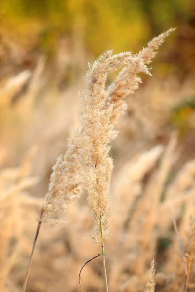 Trawy ozdobne jesienią. Jesień. — Zdjęcie stockowe
