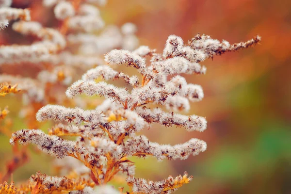 アキノキリンソウ (セイタカアワダチソウ) 秋の草原の乾燥した種子を持つ。秋の背景. — ストック写真