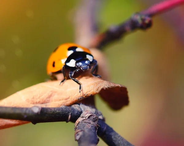 Ladybug on the fallen yellow leaves in the fall. Insects in the wild nature. — Stock Photo, Image