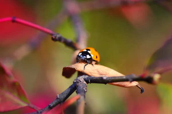 Nyckelpiga på de gula löv på hösten. Insekter i den vilda naturen. — Stockfoto