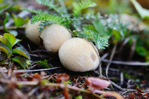 Jovens puffballs cogumelo na floresta de outono close-up vista — Fotografia de Stock