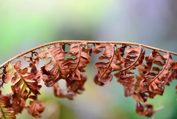 Suchych liści paproci. Jesień. — Zdjęcie stockowe