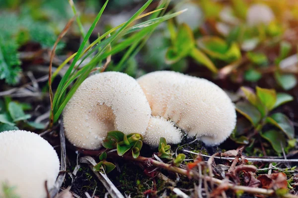 Молодые пышные грибы в осеннем лесу крупным планом — стоковое фото