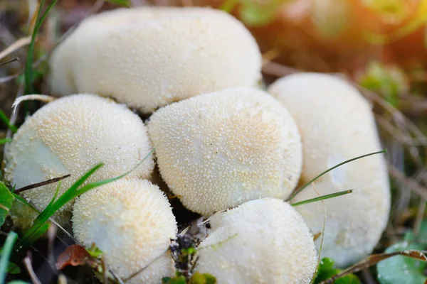 Young puffballs mushroom in the autumn forest close-up view — Stock Photo, Image