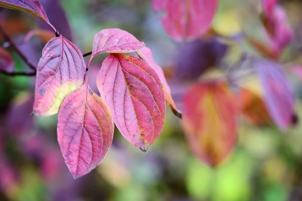 Rama de árboles con hojas otoñales. Fondo de otoño. — Foto de Stock