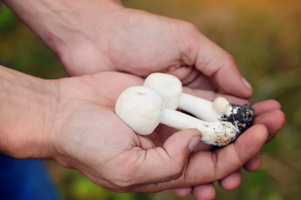 字段蘑菇 （蘑菇田） 手上。新鲜蘑菇 — 图库照片