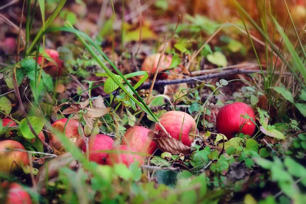 Pommes rouges mûres sur l'herbe dans le jardin d'automne — Photo