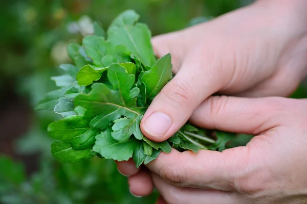 Sałatka z rukoli w rękach rolnika. Ekologiczne warzywa. Zdrowa żywność. — Zdjęcie stockowe