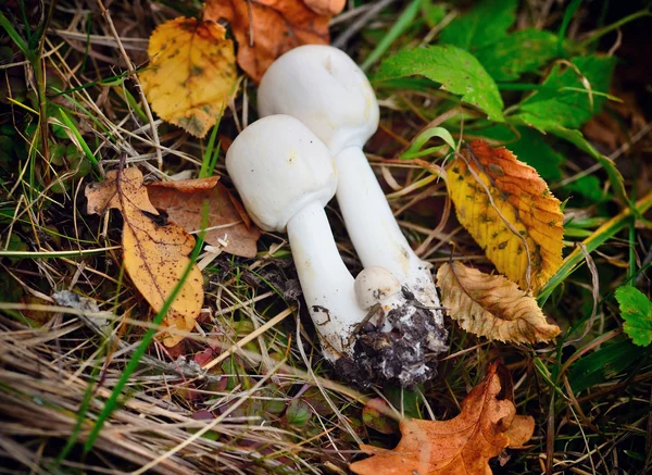 Fresh Agaricus mushrooms (Agaricus arvensis), is edible, on the grass with autumn leaves. — Stock Photo, Image