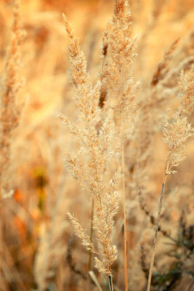 Decoratieve gras in de herfst. Herfst achtergrond. — Stockfoto