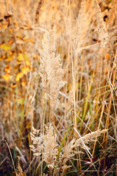 Okrasné trávy na podzim. Podzimní pozadí. — Stock fotografie