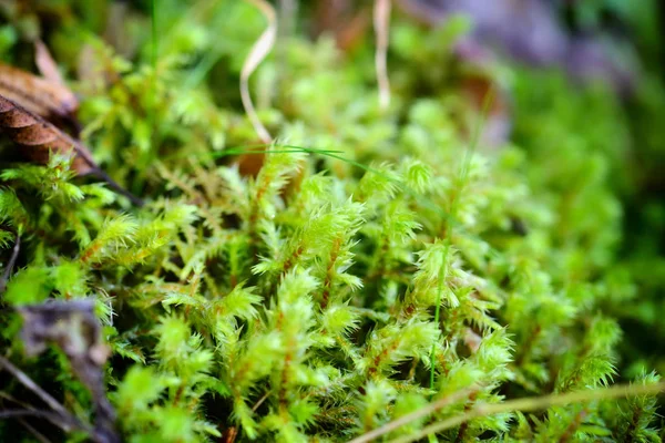 Musgo, Moss outono, musgo da floresta, a natureza selvagem, close-up — Fotografia de Stock
