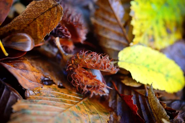 Буковые орехи, лежащие на опавших листьях в лесу. Осень это время — стоковое фото