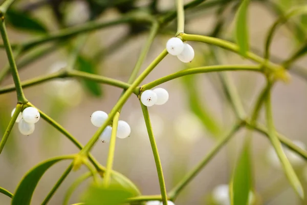 Mistletoe com bagas brancas - Álbum de Viscum Bagas brancas em visco — Fotografia de Stock