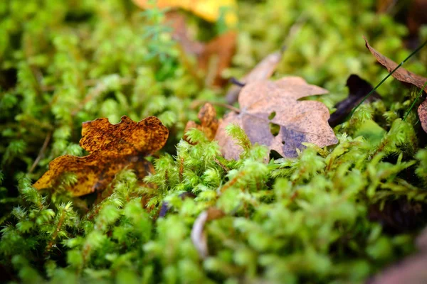 Mossa, löv på mossa, mossa hösten, skogsmossa, natur, närbild — Stockfoto