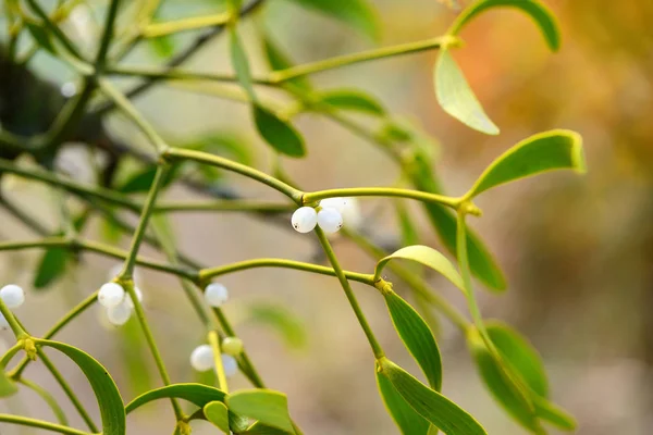 Mistletoe com bagas brancas - Álbum de Viscum Bagas brancas em visco — Fotografia de Stock