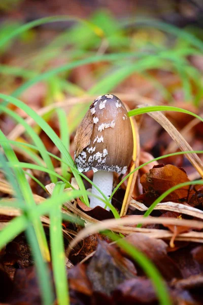 Podzimní houby (Coprinopsis picacea) v lese — Stock fotografie