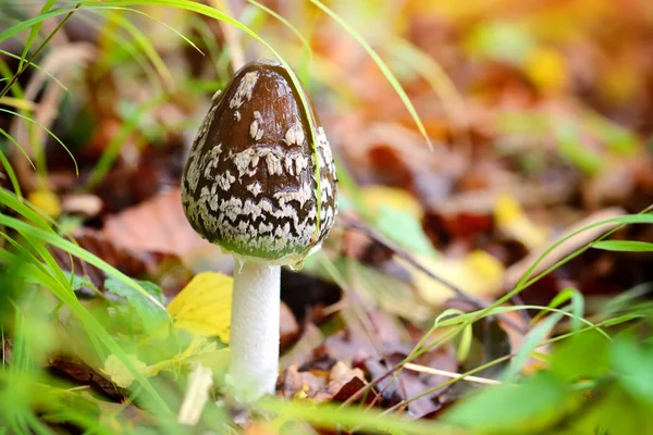 Осенний гриб (Coprinopsis picacea) в лесу — стоковое фото
