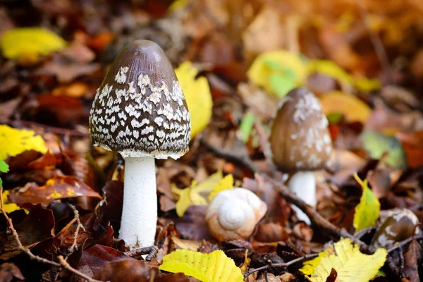 在森林的秋天蘑菇 (Coprinopsis picacea) — 图库照片