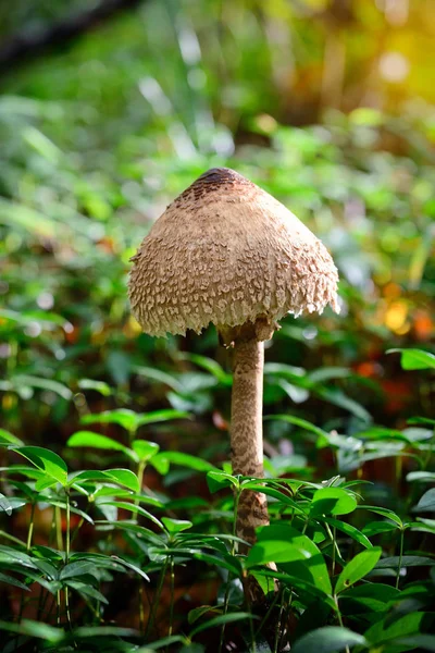 Ormanın içinde şemsiye mantar (Macrolepiota procera) — Stok fotoğraf