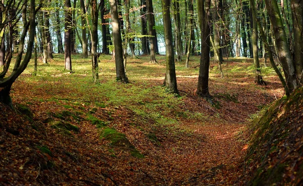 Belle journée ensoleillée dans la forêt d'automne — Photo