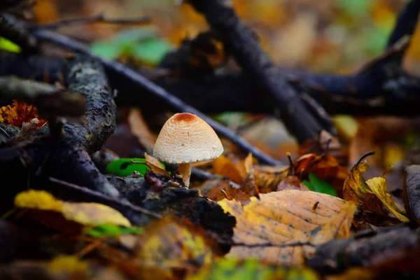 Ein giftiger Pilz zwischen bunten Blättern im Herbstwald — Stockfoto