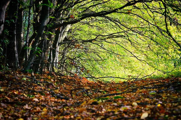 Belo dia ensolarado na floresta de outono — Fotografia de Stock