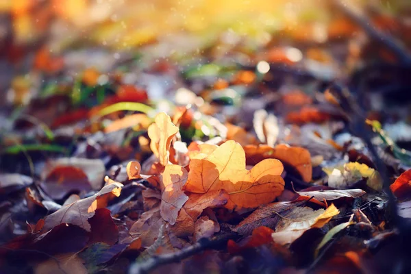 Hojas coloridas en el bosque de otoño día soleado —  Fotos de Stock
