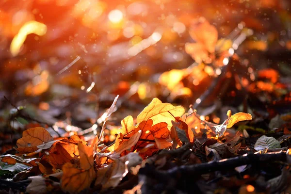 Bunte Blätter im Herbst Wald sonniger Tag — Stockfoto