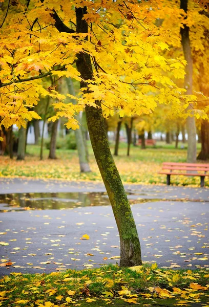 Podzimní Park po dešti. Podzimní čas — Stock fotografie